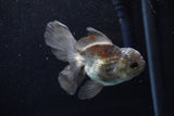 Juvenile Thai Oranda  Panda 4 Inch (ID#1203To12c-80) Free2Day SHIPPING