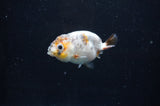 Baby Ranchu  Calico 2.5 Inch (ID#404R9c-20) Free2Day SHIPPING