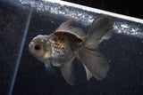 Juvenile Thai Oranda  Panda 4 Inch (ID#1203To12c-80) Free2Day SHIPPING