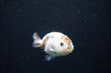Baby Ranchu  Calico 2.5 Inch (ID#404R9c-20) Free2Day SHIPPING