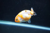 Baby Ranchu  Calico 2.5 Inch (ID#404R9c-21) Free2Day SHIPPING