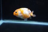 Baby Ranchu  Calico 2.5 Inch (ID#404R9c-21) Free2Day SHIPPING
