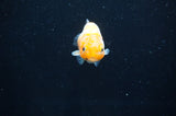 Baby Ranchu  Calico 2.5 Inch (ID#404R9c-21) Free2Day SHIPPING