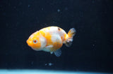 Baby Ranchu  Calico 2.5 Inch (ID#404R9c-21) Free2Day SHIPPING
