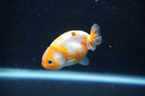 Baby Ranchu  Calico 2.5 Inch (ID#404R9c-21) Free2Day SHIPPING