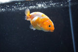 Baby Ranchu  Calico 2.5 Inch (ID#404R9c-21) Free2Day SHIPPING