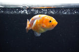 Baby Ranchu  Calico 2.5 Inch (ID#404R9c-21) Free2Day SHIPPING