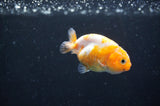 Baby Ranchu  Calico 2.5 Inch (ID#404R9c-21) Free2Day SHIPPING