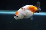 Baby Ranchu  Calico 2.5 Inch (ID#404R9c-22) Free2Day SHIPPING