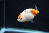 Baby Ranchu  Calico 2.5 Inch (ID#404R9c-22) Free2Day SHIPPING