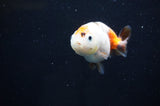 Baby Ranchu  Calico 2.5 Inch (ID#404R9c-22) Free2Day SHIPPING