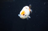 Baby Ranchu  Calico 2.5 Inch (ID#404R9c-22) Free2Day SHIPPING