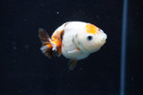 Baby Ranchu  Calico 2.5 Inch (ID#404R9c-22) Free2Day SHIPPING