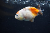 Baby Ranchu  Calico 2.5 Inch (ID#404R9c-22) Free2Day SHIPPING