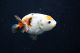 Baby Ranchu  Calico 2.5 Inch (ID#404R9c-22) Free2Day SHIPPING