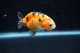 Baby Ranchu  Calico 2.5 Inch (ID#404R9c-23) Free2Day SHIPPING