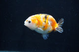 Baby Ranchu  Calico 2.5 Inch (ID#404R9c-23) Free2Day SHIPPING