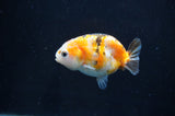 Baby Ranchu  Calico 2.5 Inch (ID#404R9c-23) Free2Day SHIPPING