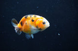 Baby Ranchu  Calico 2.5 Inch (ID#404R9c-23) Free2Day SHIPPING