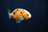 Baby Ranchu  Calico 2.5 Inch (ID#404R9c-23) Free2Day SHIPPING
