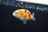 Baby Ranchu  Calico 2.5 Inch (ID#404R9c-23) Free2Day SHIPPING