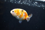 Baby Ranchu  Calico 2.5 Inch (ID#404R9c-23) Free2Day SHIPPING
