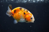 Baby Ranchu  Calico 2.5 Inch (ID#404R9c-23) Free2Day SHIPPING