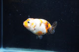 Baby Ranchu  Calico 2.5 Inch (ID#404R9c-24) Free2Day SHIPPING