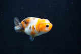 Baby Ranchu  Calico 2.5 Inch (ID#404R9c-24) Free2Day SHIPPING