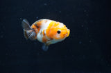 Baby Ranchu  Calico 2.5 Inch (ID#404R9c-24) Free2Day SHIPPING