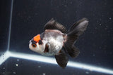 Juvenile Thai Oranda  Tricolor 3.5 Inch (ID#1101To13b-81) Free2Day SHIPPING