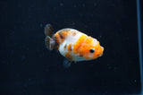 Baby Ranchu  Calico 2.5 Inch (ID#404R9c-24) Free2Day SHIPPING