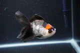 Juvenile Thai Oranda  Tricolor 3.5 Inch (ID#1101To13b-81) Free2Day SHIPPING