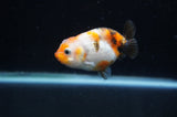 Baby Ranchu  Calico 2.5 Inch (ID#404R9c-24) Free2Day SHIPPING