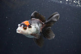 Juvenile Thai Oranda  Tricolor 3.5 Inch (ID#1101To13b-81) Free2Day SHIPPING