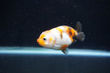 Baby Ranchu  Calico 2.5 Inch (ID#404R9c-24) Free2Day SHIPPING