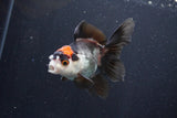 Juvenile Thai Oranda  Tricolor 3.5 Inch (ID#1101To13b-81) Free2Day SHIPPING