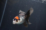 Juvenile Thai Oranda  Tricolor 3.5 Inch (ID#1101To13b-81) Free2Day SHIPPING