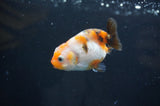 Baby Ranchu  Calico 2.5 Inch (ID#404R9c-24) Free2Day SHIPPING