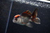 Juvenile Thai Oranda  Tricolor 3.5 Inch (ID#1203To12c-85) Free2Day SHIPPING