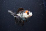 Juvenile Thai Oranda  Tricolor 3.5 Inch (ID#1101To13b-81) Free2Day SHIPPING