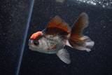 Juvenile Thai Oranda  Tricolor 3.5 Inch (ID#1203To12c-85) Free2Day SHIPPING