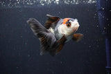 Juvenile Thai Oranda  Tricolor 3.5 Inch (ID#1101To13b-81) Free2Day SHIPPING