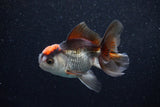 Juvenile Thai Oranda  Tricolor 3.5 Inch (ID#1203To12c-85) Free2Day SHIPPING