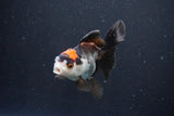 Juvenile Thai Oranda  Tricolor 3.5 Inch (ID#1101To13b-81) Free2Day SHIPPING