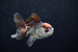 Juvenile Thai Oranda  Tricolor 3.5 Inch (ID#1203To12c-85) Free2Day SHIPPING