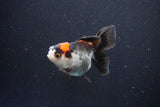 Juvenile Thai Oranda  Tricolor 3.5 Inch (ID#1101To13b-81) Free2Day SHIPPING