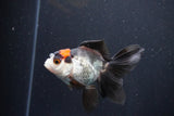 Juvenile Thai Oranda  Tricolor 3.5 Inch (ID#1101To13b-81) Free2Day SHIPPING