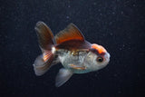 Juvenile Thai Oranda  Tricolor 3.5 Inch (ID#1203To12c-85) Free2Day SHIPPING