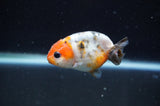 Baby Ranchu  Calico 2.5 Inch (ID#404R9c-25) Free2Day SHIPPING